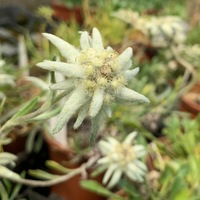 Leontopodium himalayanum 